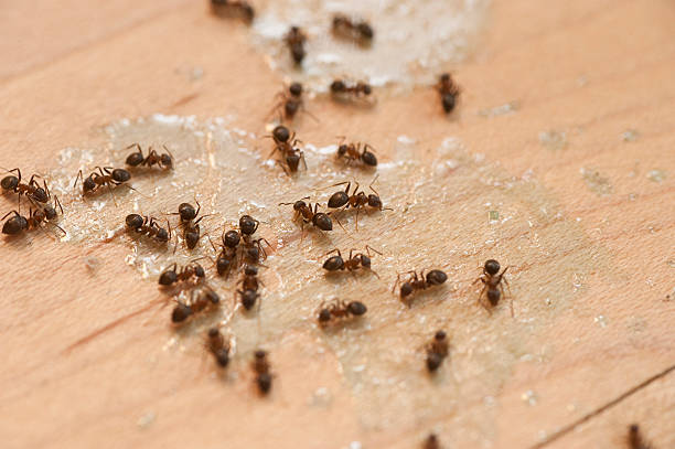 Best Wasp Removal Services  in Avon, IN